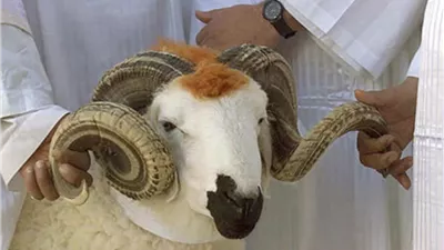 الإفتاء توضح حكم الأضحية بالحيوانات المريضة