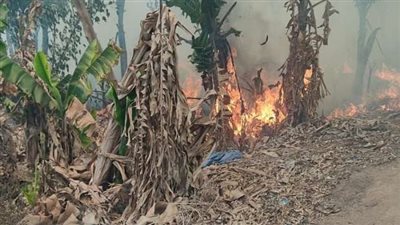 التحقيقات في حريق 18 فدان موز بالمنوفية: مسؤول المزرعة أشعل النيران بالمخلفات وامتدت للأشجار 