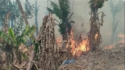 بث مباشر | حريق هائل يلتهم 18 فدان موز في المنوفية 