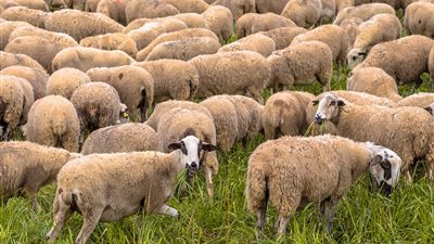 ما حكم ذبح أضحية تأكل من القمامة والنجاسات؟.. الإفتاء توضح الرأي الشرعي