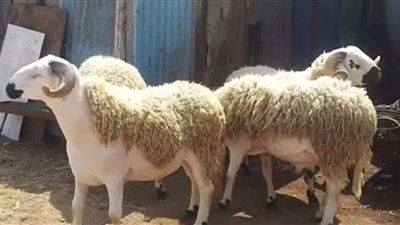 خالد الجندي: يجوز الأضحية عن المتوفى