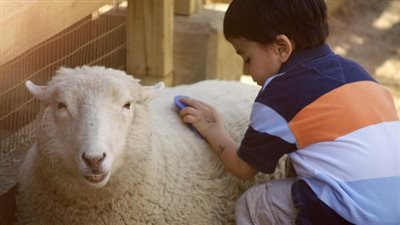 الأزهر للفتوى: الاشتراك في الأُضْحِية جائز حال كانت من الإبل أو البقر