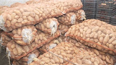 لأول مرة في تاريخها.. الزراعة: ارتفاع صادرات مصر من البطاطس لـ 816 ألف طن منذ يناير الماضي