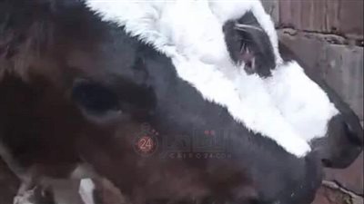  نفوق عجل بـ 3عيون وفكين ولسانين في الغربية والطب البيطري: حالة طبيعية وليست من الخوارق