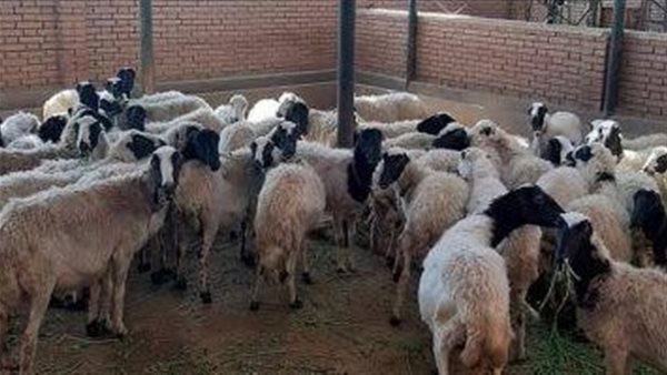 ماشية لصوص الماشية..