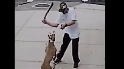 بيضايق أهل بيتي.. الداخلية تكشف تفاصيل الاعتداء على كلب ضال وسيدة بالهرم