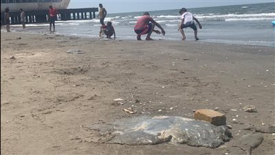 بسبب القناديل.. إقبال ضعيف للمصطافين على شاطئ بورسعيد | صور وفيديو