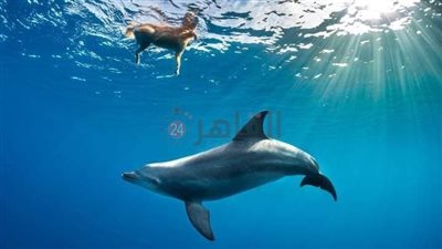 دولفين يداعب كلبا خلال السباحة على سواحل مرسى علم | صور