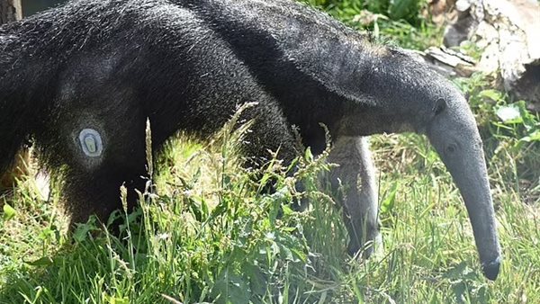 الحيوان المصاب بالسكري