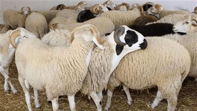 الزراعة: غرامة 10 آلاف جنيه لمن يذبح المواشي بالشارع.. وخصومات بمنافذ الوزارة | بث مباشر