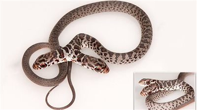 إنقاذ أربعيني من الموت بعد تعرضه للدغة أفعى سامة بالدقهلية