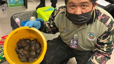 سناجب وثعابين.. ضبط سيدتين تهربان الحيوانات البرية في حقائب بـ تايلاند │ صور