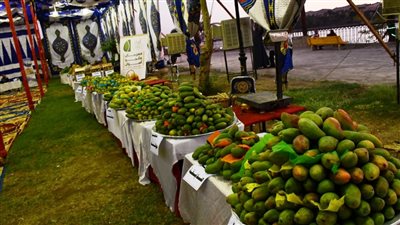 بحضور سفراء وملحقين تجاريين.. الإسماعيلية تستعد لـ انطلاق مهرجان المانجو 