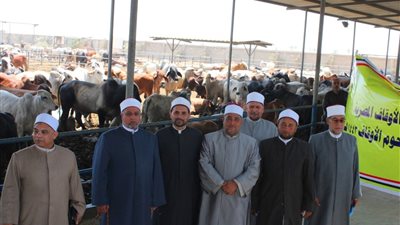 الأوقاف تبدأ استلام رؤوس الأضاحي البلدية والسودانية | صور