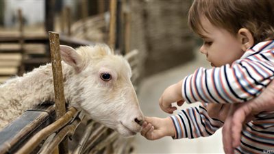 الإفتاء: يجوز الجمع بين الأضحية والعقيقة في بقرة واحدة