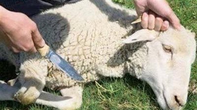 الإفتاء توضح حكم توكيل المضحي لجمعية خيرية في ذبح أضحيته وتوزيعها | فتوى سابقة