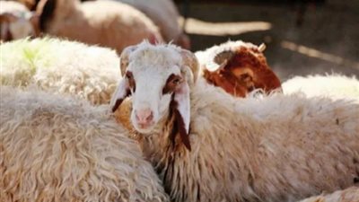 %30 أرخص من السوق.. طرق حجز الأضاحي من منافذ وزارة الزراعة 