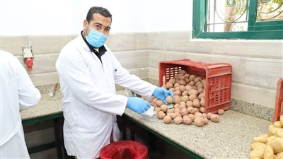الزراعة: فحص 931 ألف طن من بطاطس المائدة للتصدير خلال 6 أشهر