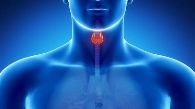 زيادة الوزن وعضلات الجسم.. أعراض قصور الغدة الدرقية وكيفية السيطرة عليها خلال الشتاء 
