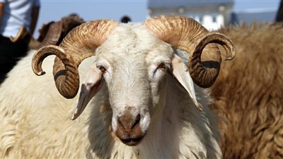 هل يجوز إعطاء اللاجئين الأجانب من لحوم الأضاحي؟.. دار الإفتاء تجيب 