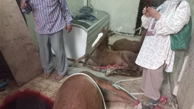 لفرمها وتوزيعها على المطاعم.. ضبط أحصنة حية وأخرى مذبوحة بمحل في الخصوص|فيديو 