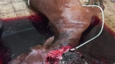 داخل محل جزارة.. ضبط أحصنة مذبوحة استعدادا لبيعها للمواطنين في الخصوص | بث مباشر 