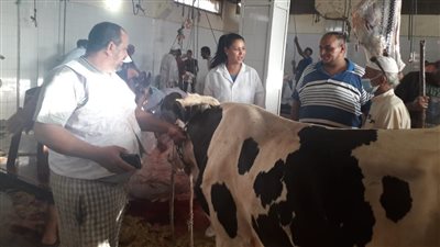 بيطري قنا: فتح المجازر لذبح الأضاحي مجانًا للمواطنين خلال أيام عيد الأضحى 