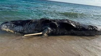 وزنه 17 طن.. الأمواج تقذف حوت على شاطئ مطروح | صورة