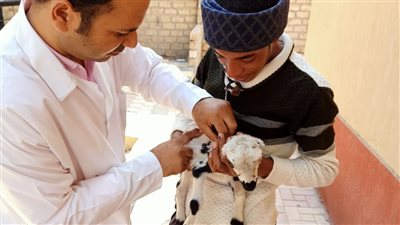 الزراعة تطلق 277 قافلة بيطرية خلال 6 أشهر لعلاج أكثر من 167 ألف رأس ماشية