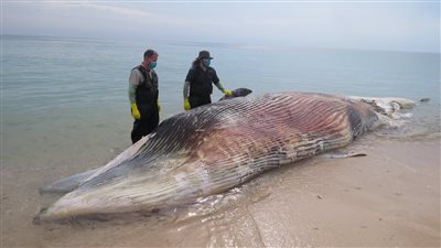 بث مباشر | طوله 7 أمتار ووزنه 17 طنا.. الأمواج تقذف حوتا نافقا على شاطئ مطروح