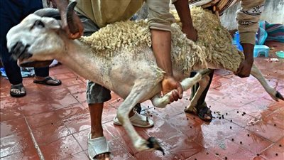 الأزهر للفتوى: لا يجوز تقديم قيمة الذبيحة نقدًا باعتبارها أضحية 