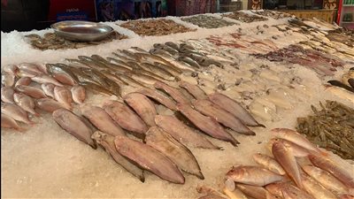  أسعار الأسماك اليوم 2023/1/1 بداية العام الجديد بالأسواق