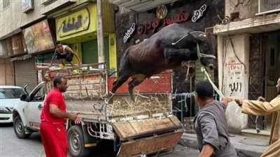 في أول أيام عيد الأضحى المبارك..العجول الهربانة تتصدر تريند تويتر