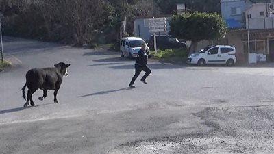 عشان العجل ما يهربش.. 13 نصحية من الإفتاء أثناء ذبح الأضحية