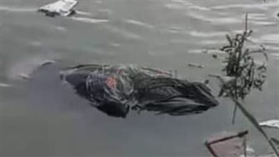 العثور على جثة طالب أزهري في كيس قمامة غارقًا بالشرقية |فيديو