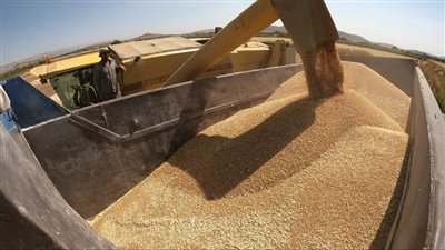 رئيس الوزراء يوجه جهاز مستقبل مصر وجهات حكومية بإعداد دراسات المركز العالمي للحبوب