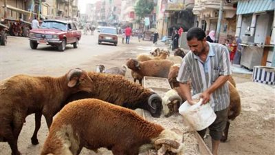 للحفاظ على المظهر الحضاري.. حكم نهائي بحظر زرائب المواشي داخل المنازل السكنية 