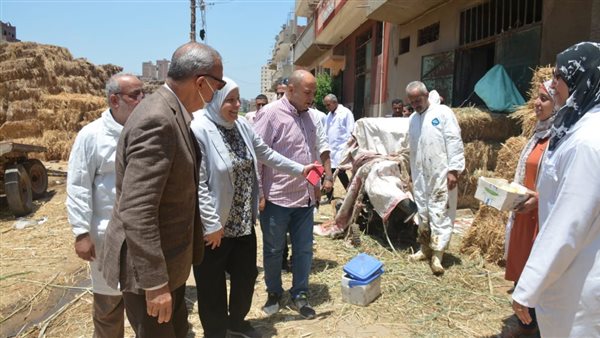 تحصين المواشي بالقليوبية