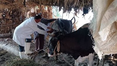 بيطري المنوفية: تحصين 371 ألف رأس ماشية ضد الحمى القلاعية والوادي المتصدع