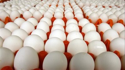 تراجع سعر الكتكوت الأبيض اليوم السبت.. وكرتونة البيض البلدي تتخطى 122 جنيها