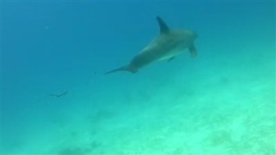 مدربة غوص تناشد محميات البحر الأحمر لتخليص دولفين من خيوط الصيادين| صور