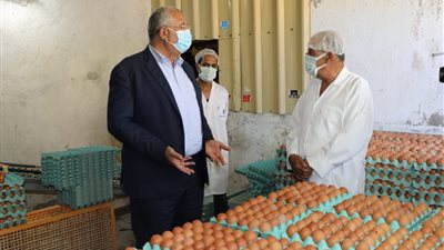 الزراعة: توفير البيض بأسعار مخفضة للمواطنين خلال أيام.. ونتجه للاكتفاء الذاتي من الدواجن 