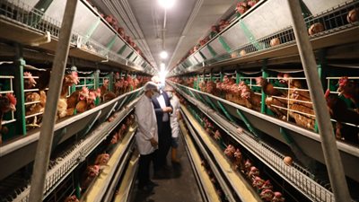 الزراعة: توزيع الدجاج البياض على المزارعين بتخفيضات 25% عن السوق