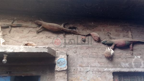 تحنيط الحيوانات والزواحف