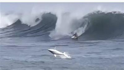 سمكة قرش تفاجئ راكب أمواج في هاواي | فيديو