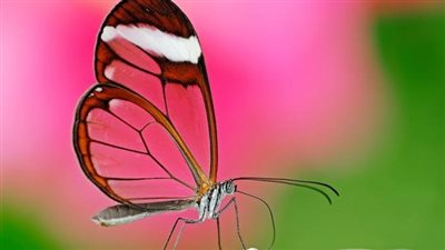 صور فراشات ملونة.. خلفيات رقيقة للموبايل والكمبيوتر