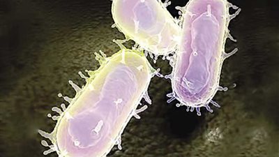 خبير مناعة يوضح أعراض مرض الطاعون وطرق الوقاية منه