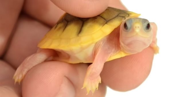 سلحفاة -أرشيفية