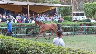 “الزراعة”: بيع 18 حصانًا من محطة الزهراء للخيول العربية بقيمة 2.5 مليون جنيه