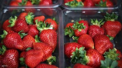 نقيب الفلاحين يحذر من انهيار أسعار الفراولة